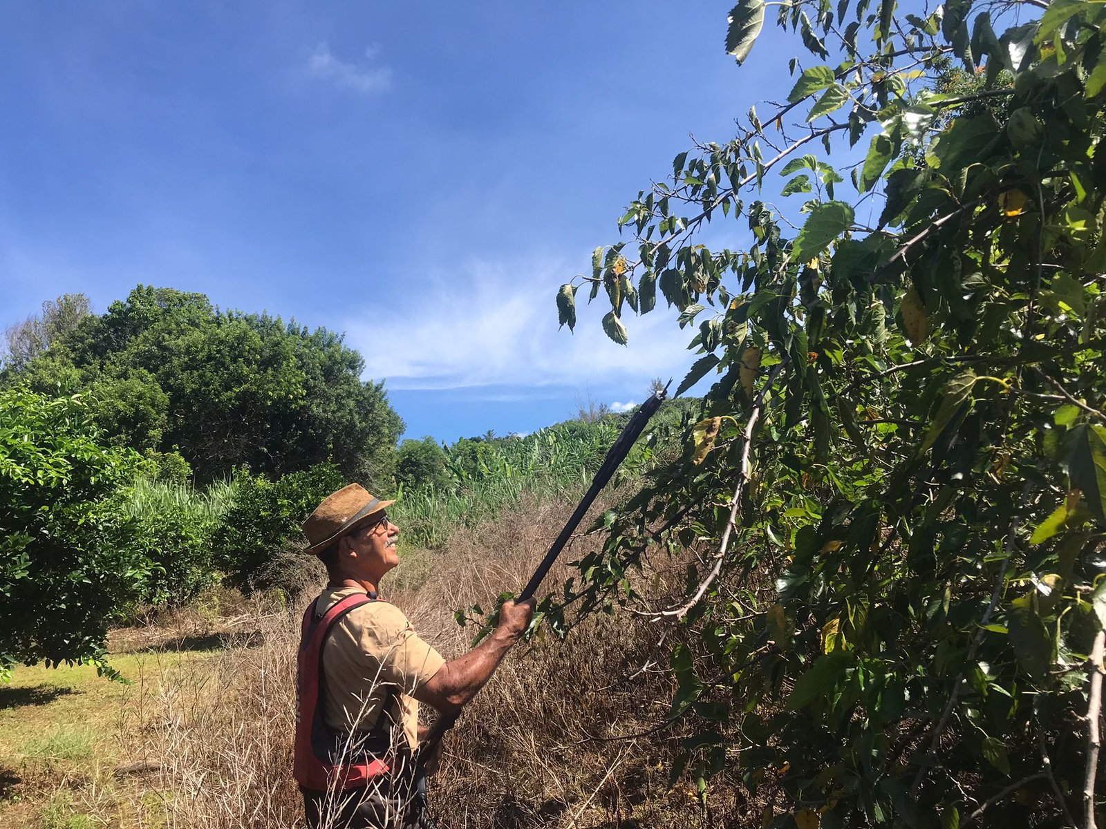 Henri Payet souriant sous les feuilles